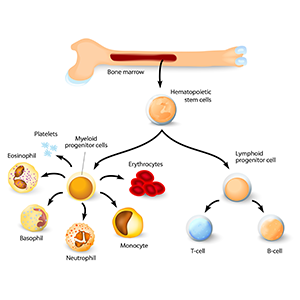 Contributing to a Bioreactor for Expansion of Hematopoietic Stem Cells in Microgravity.